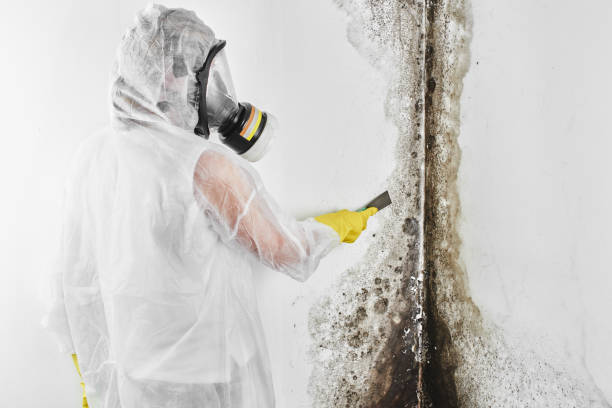 Professional Mold Removal in Calistoga, CA