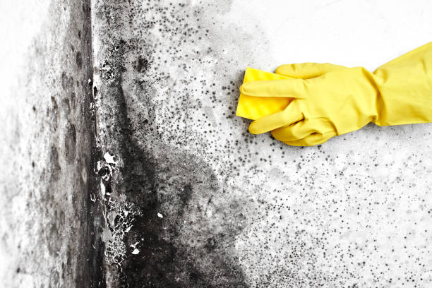 Best Home Mold Removal  in Listoga, CA