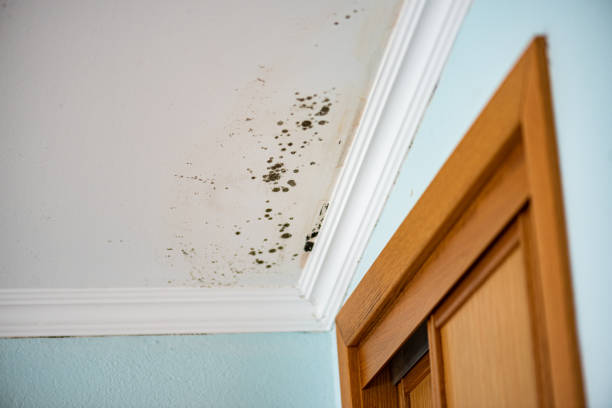 Best Emergency Mold Removal  in Listoga, CA