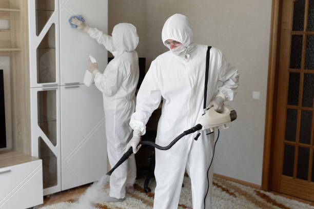 Mold Removal Process in Calistoga, CA