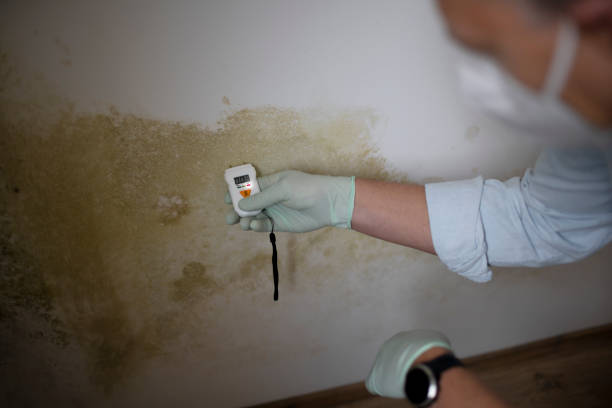 Best Local Mold Removal Service  in Listoga, CA