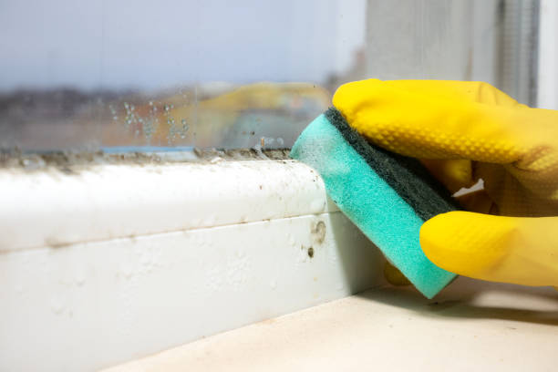 Best Mold Removal Process  in Listoga, CA