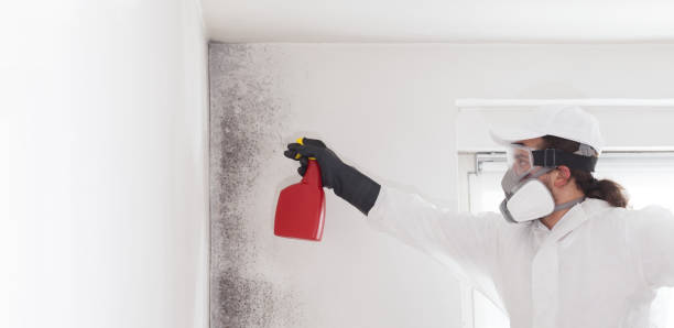 Best Residential Mold Removal  in Listoga, CA