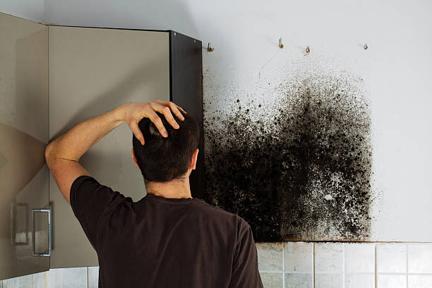 Best Affordable Mold Removal  in Listoga, CA