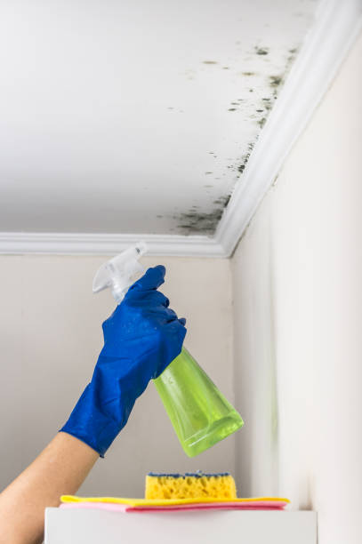 Best Fast Mold Removal  in Listoga, CA