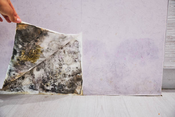 Best Best Mold Removal Companies  in Listoga, CA